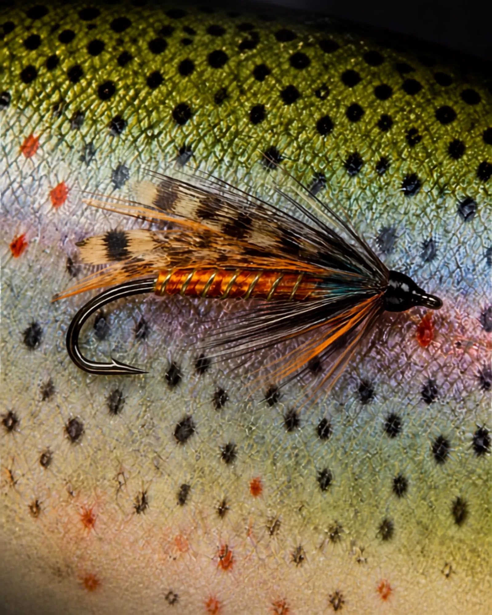 Fly